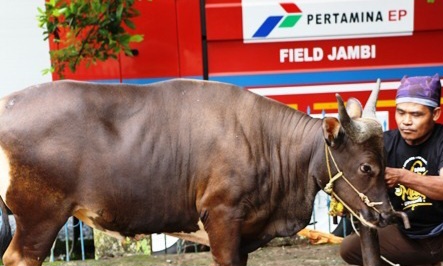 PHR Zona 1 Rayakan Idul Adha 1446 H dengan Semangat Berbagi Dan Kebersamaan