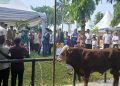 Pemkot Jambi Potong 16 Sapi Kurban di Balaikota, Maulana: Semangat Berkurban Sangat Luar Biasa