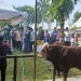 Pemkot Jambi Potong 16 Sapi Kurban di Balaikota, Maulana: Semangat Berkurban Sangat Luar Biasa