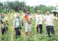 Muhammad Yasir Apresiasi Petani Tunas Jaya di Panen Raya Jagung