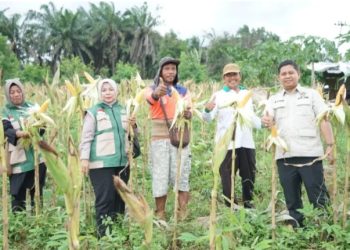 Muhammad Yasir Apresiasi Petani Tunas Jaya di Panen Raya Jagung