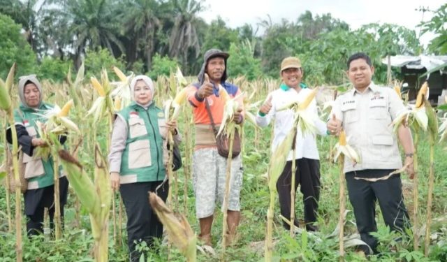 Muhammad Yasir Apresiasi Petani Tunas Jaya di Panen Raya Jagung