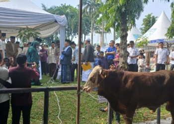 Pemkot Jambi Potong 16 Sapi Kurban di Balaikota, Maulana: Semangat Berkurban Warga Sangat Luar Biasa